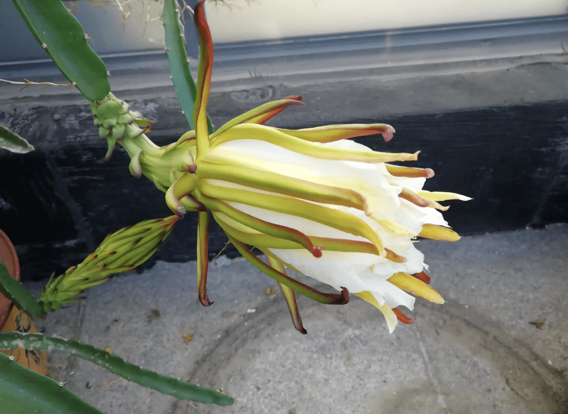 1种果树开出"剑花",人称"树上软黄金",晾干后1斤300,珍贵_花朵_火龙果