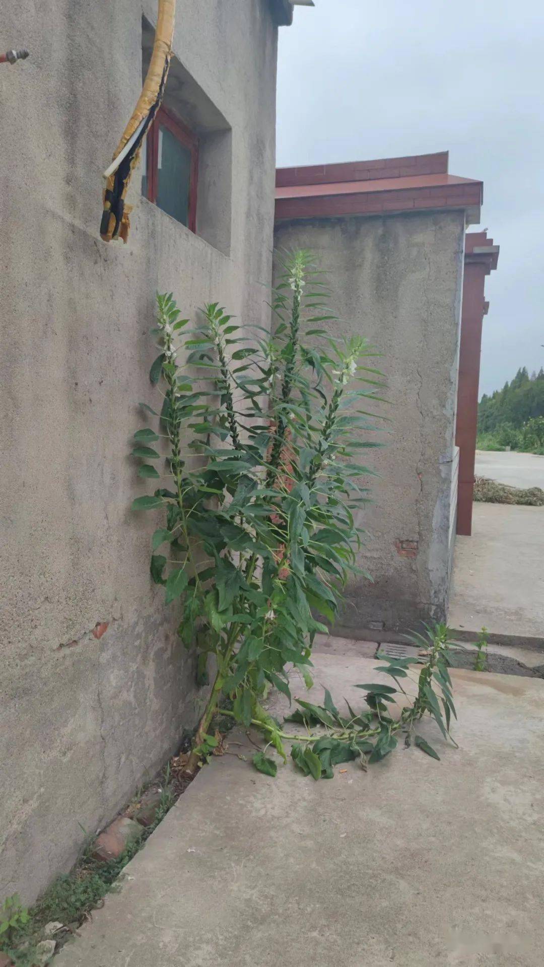 奇妙!仪征一农户家长墙缝里长了棵芝麻,竟有2米多高