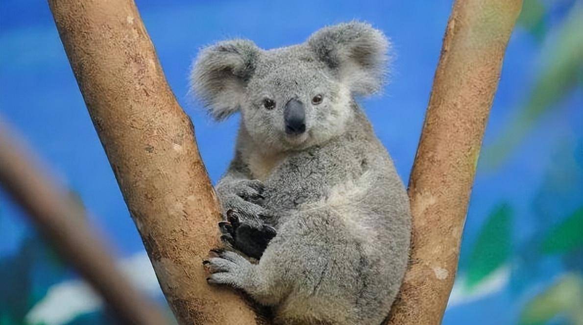 自然界又呆又萌的萌新小团宠,动物精灵