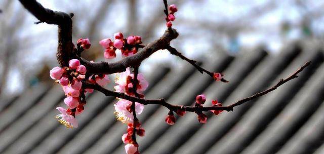 "一枝红杏出墙来",明明是写春色,后来如何如何被人玩"坏"?