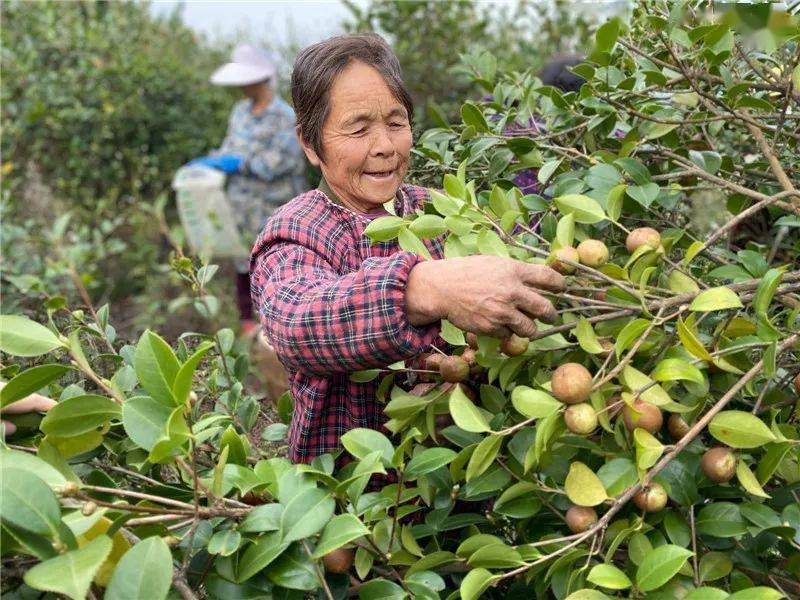 中国油茶基地图片