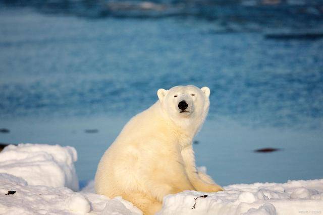 霉菌会被热死吗?_条件_北极圈_温度