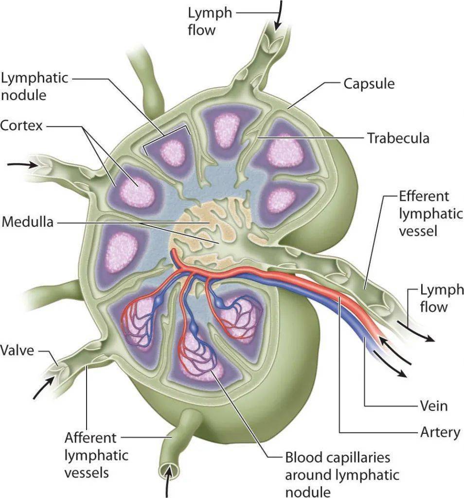 淋巴结门图片