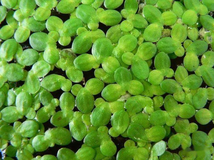 十几种浮萍种类大全,吸氮!吸氮!吸氮!_水族_叶片_大小