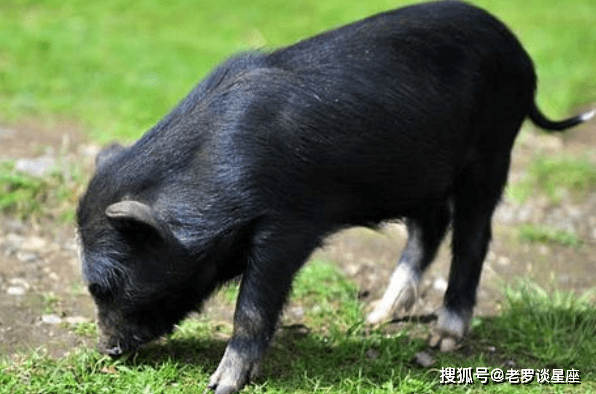 欲錢買情深義重的動物打一生肖(欲錢買情深義重的動物打一動物)權威