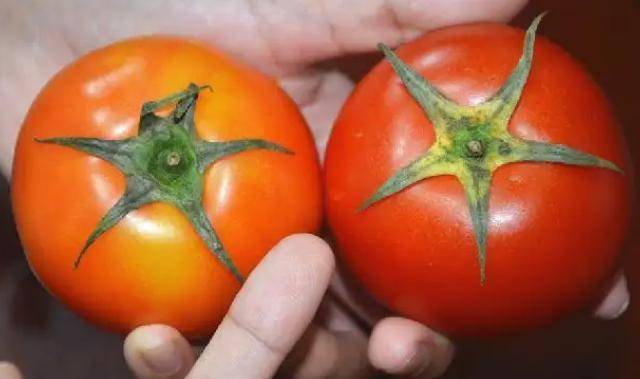 打了激素的西红柿如何分辨?