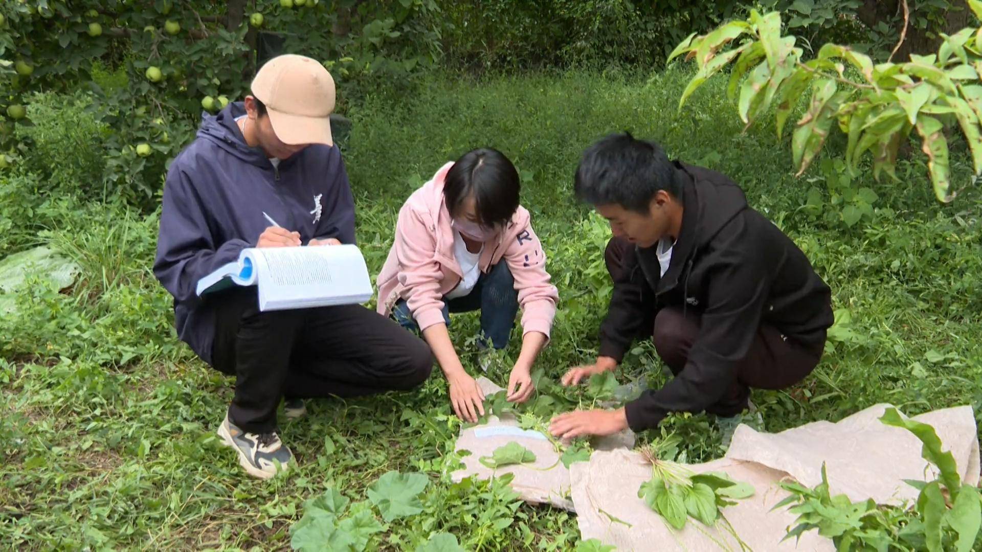 高台县开展外来入侵物种普查工作_农业_调查_王亚梅