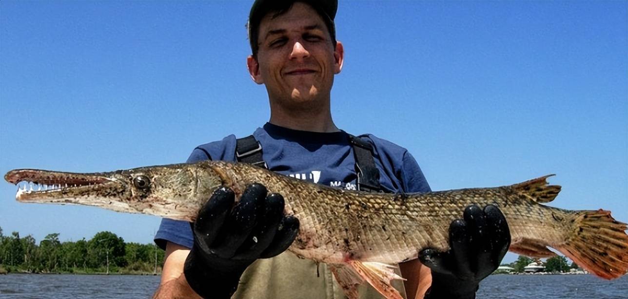 武装"的鱼身上获取鱼肉,实际上是一件非常困难的事情,需要用到砍刀,斧