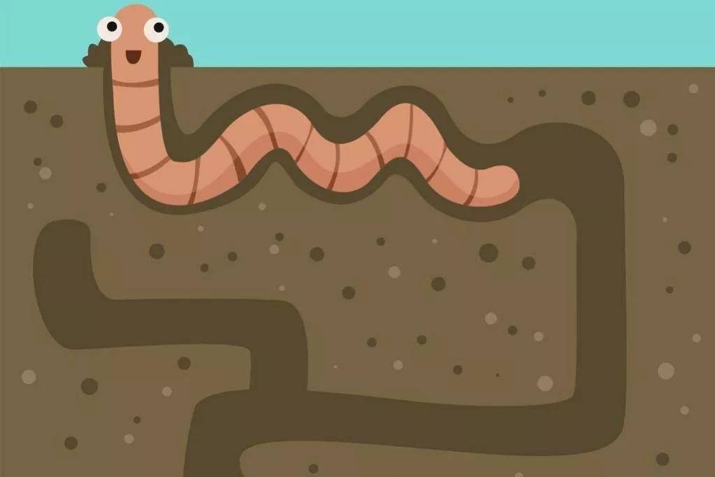 蚯蚓这样没有防卫能力的动物为什么没有被其他动物捕食灭绝?