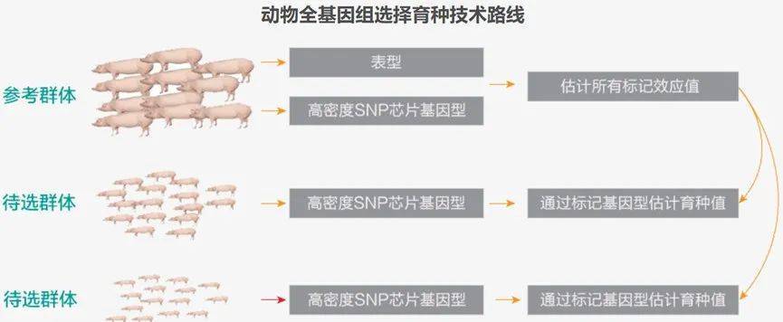 相關的分子標記加入現有育種模型,對育種後代進行選擇的一種育種方法