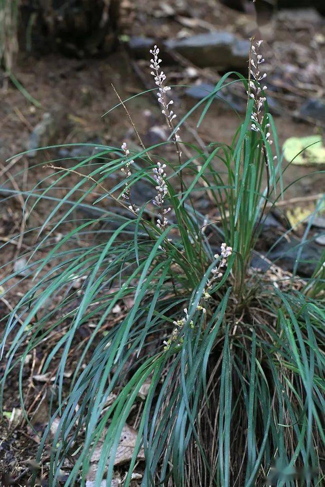 京城7月|上方山野花加新记_蔷薇_果期_豆目