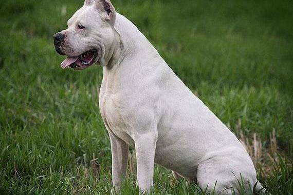 杜高犬的三大优点,决定了它是护卫犬中的"无冕之王"_主人_领地_服从性