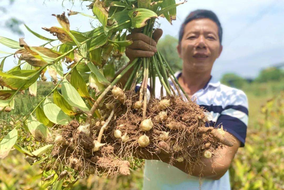 我国四大玉竹品种之一,就在连州这里……年产值超2亿元,带民富促振兴