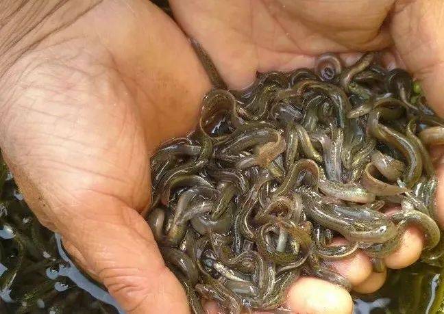 湖北胜兴农业泥鳅养殖,如何解决苗种问题