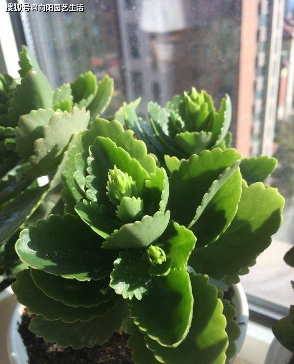 长寿花打顶修剪,秋天长得更快,新枝开花多,花期更长!_植物_数量_枝条