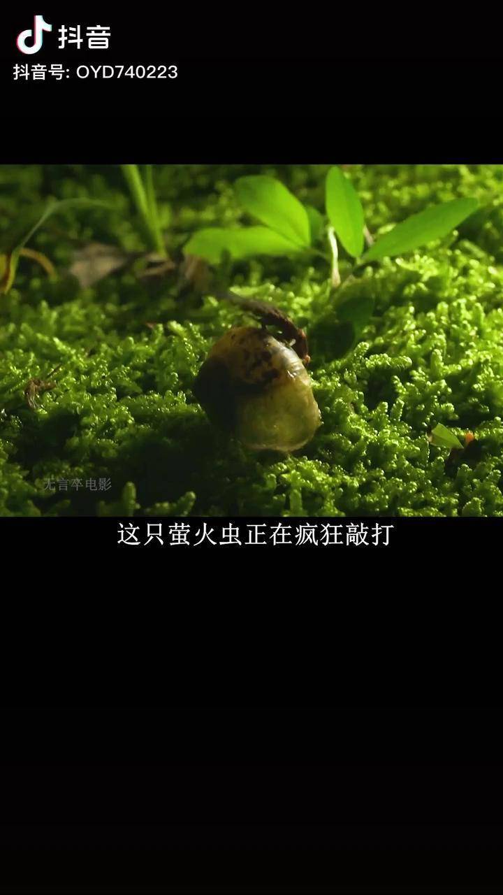 萤火虫吃蜗牛成年图片