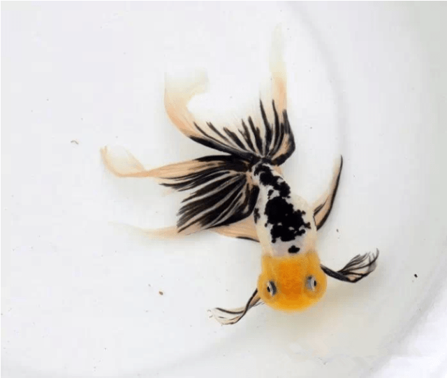 龙睛金鱼公母图解图片