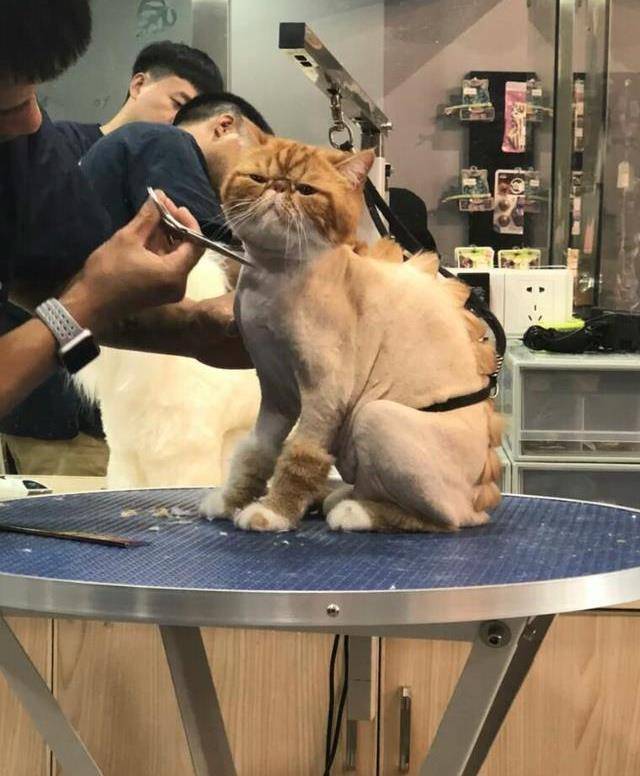 铲屎官一个举动,让猫咪患上抑郁症,险些抱憾猫身_什么_寄生虫_驱虫