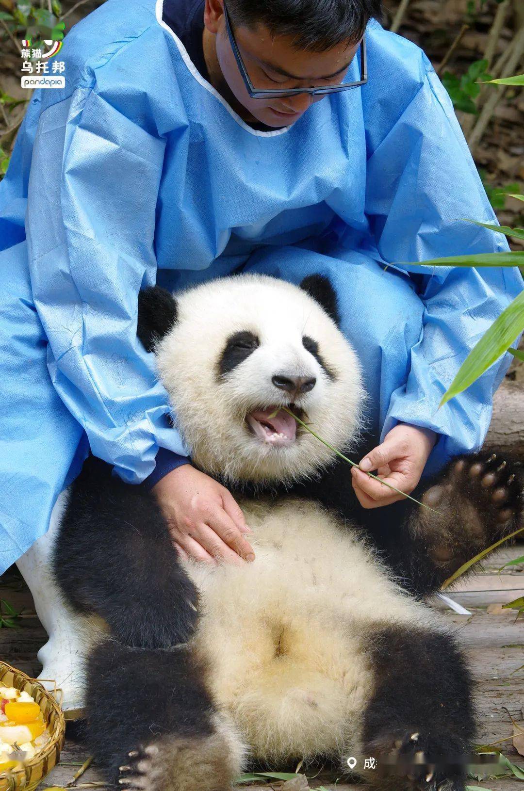 如何在学校当一个最靓的崽?_轮辉_熊猫_视频