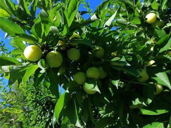 涞源秋子熟了!赶快来采摘!错过又等一年!