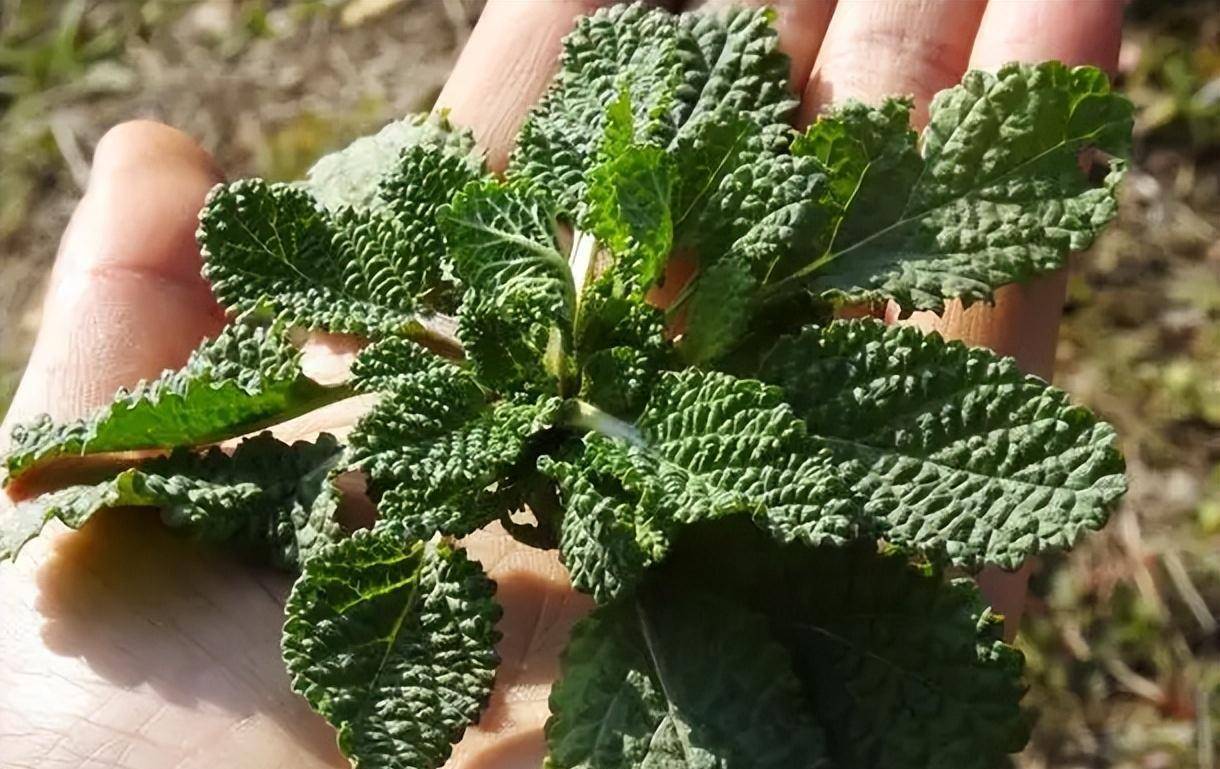 长得丑陋的"癞蛤蟆草",遇到不妨摘点回去,煎鸡蛋吃好处不小_植物_农村