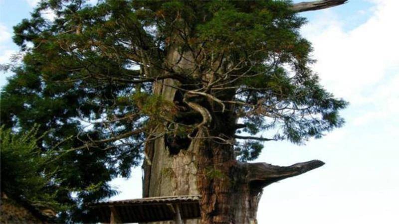 我国这棵“坚强树”，活了1500余年，如今依靠钢架和营养液支撑