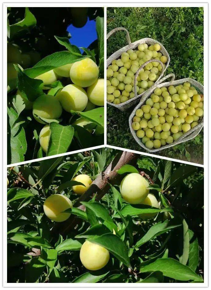 涞源秋子熟了!赶快来采摘!错过又等一年!