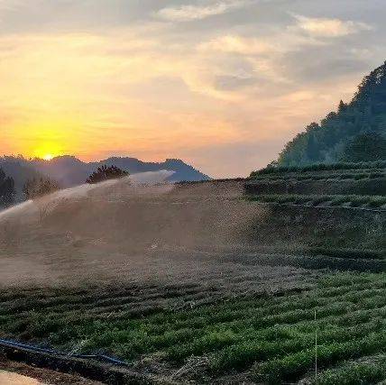 茶树旱害的预防与补救措施_茶园_喷灌_抗旱
