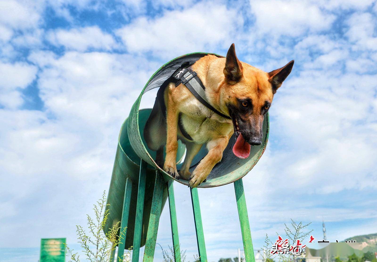 多图直击警犬训练现场_侦察_课目_协同