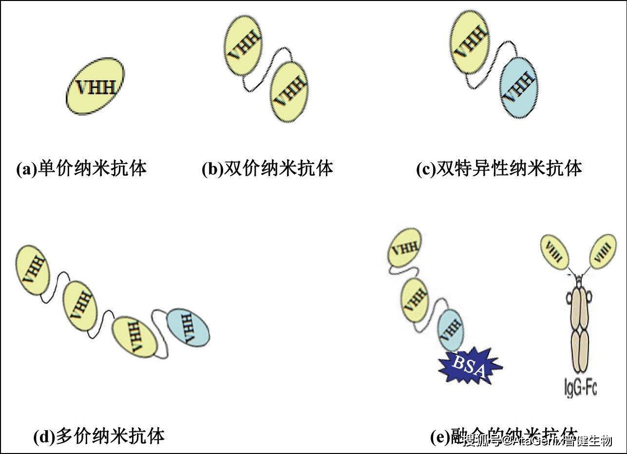应用目前,纳米抗体的应用主要依靠其结构和功能特异性,对其进行基因