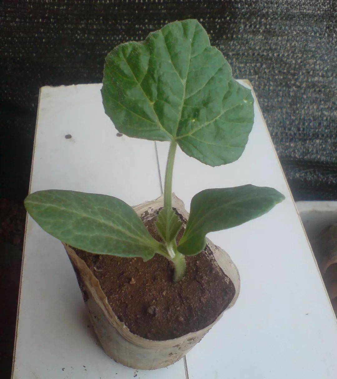 黄瓜插接法嫁接技术_砧木_接穗_子叶