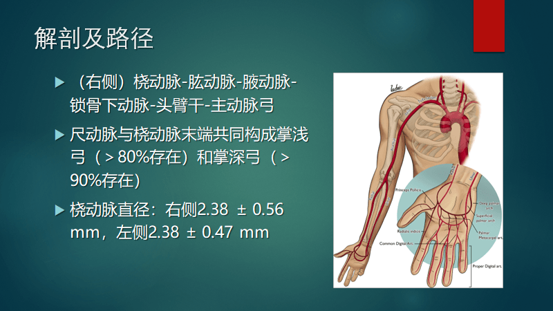 肘动脉位置的图示图片