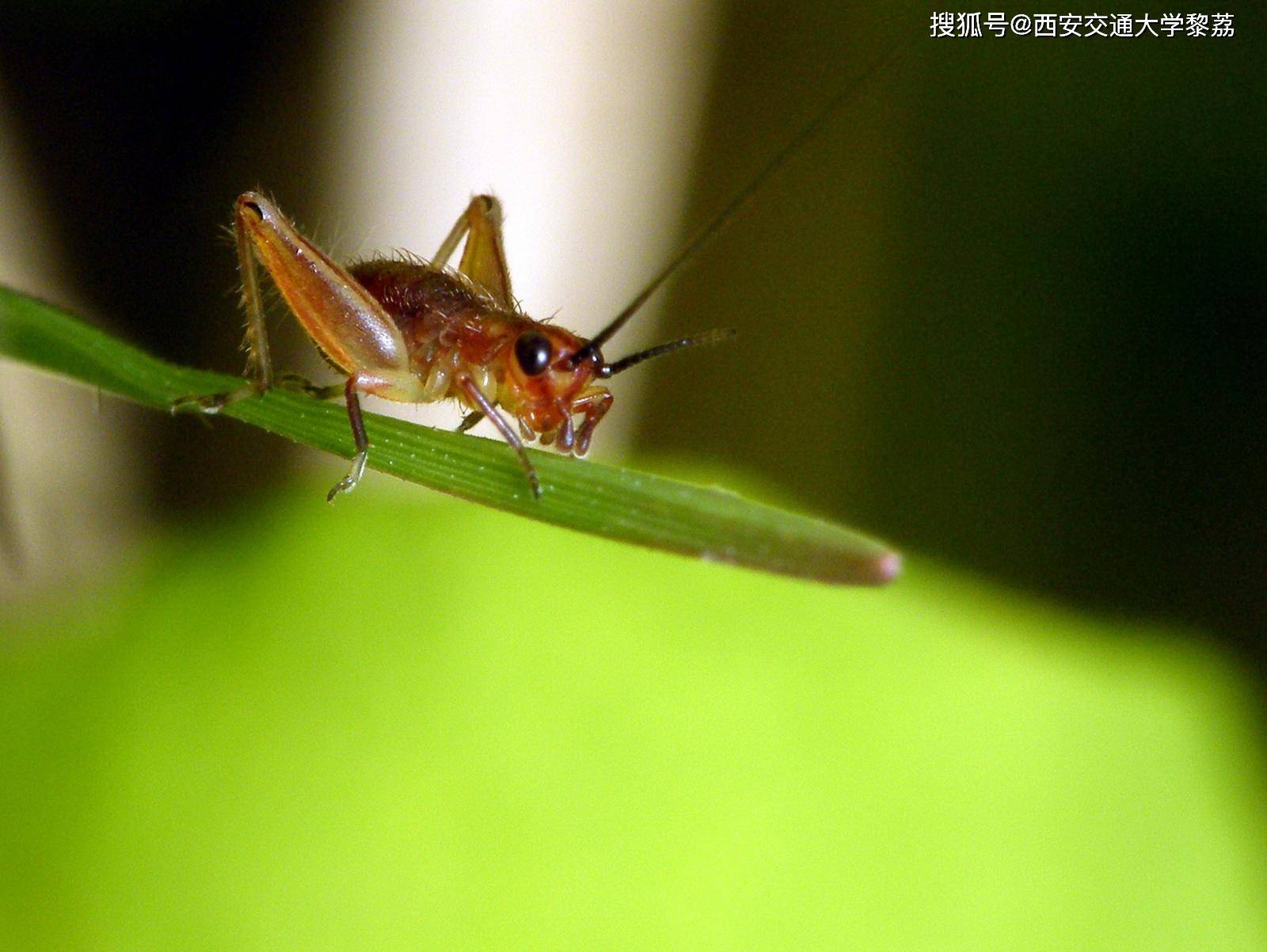 蟋蟀的声音_孩子_加西亚·洛尔_中国