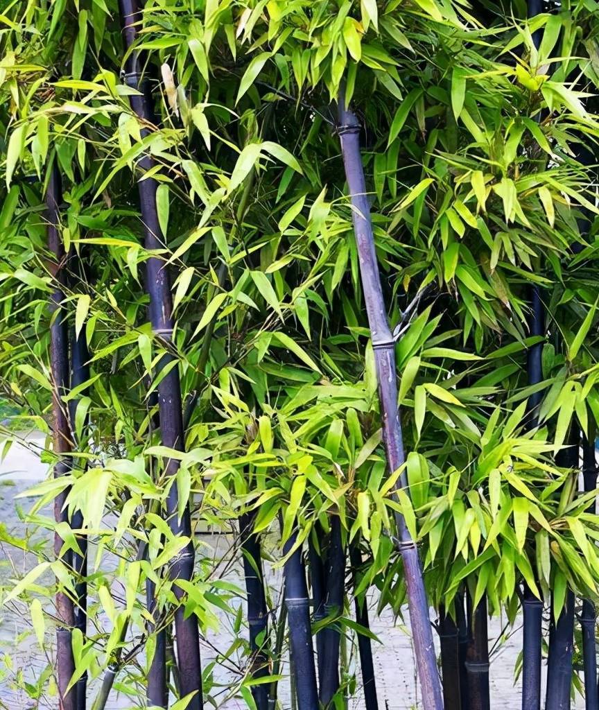 在院里种上竹子,让您的庭院极具风雅_竹竿_种植_水竹