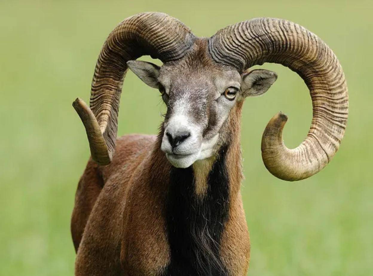 而且盘羊的羊角会呈现倒钩状生长,在壮年的时候,羊角尖都已经贴近了
