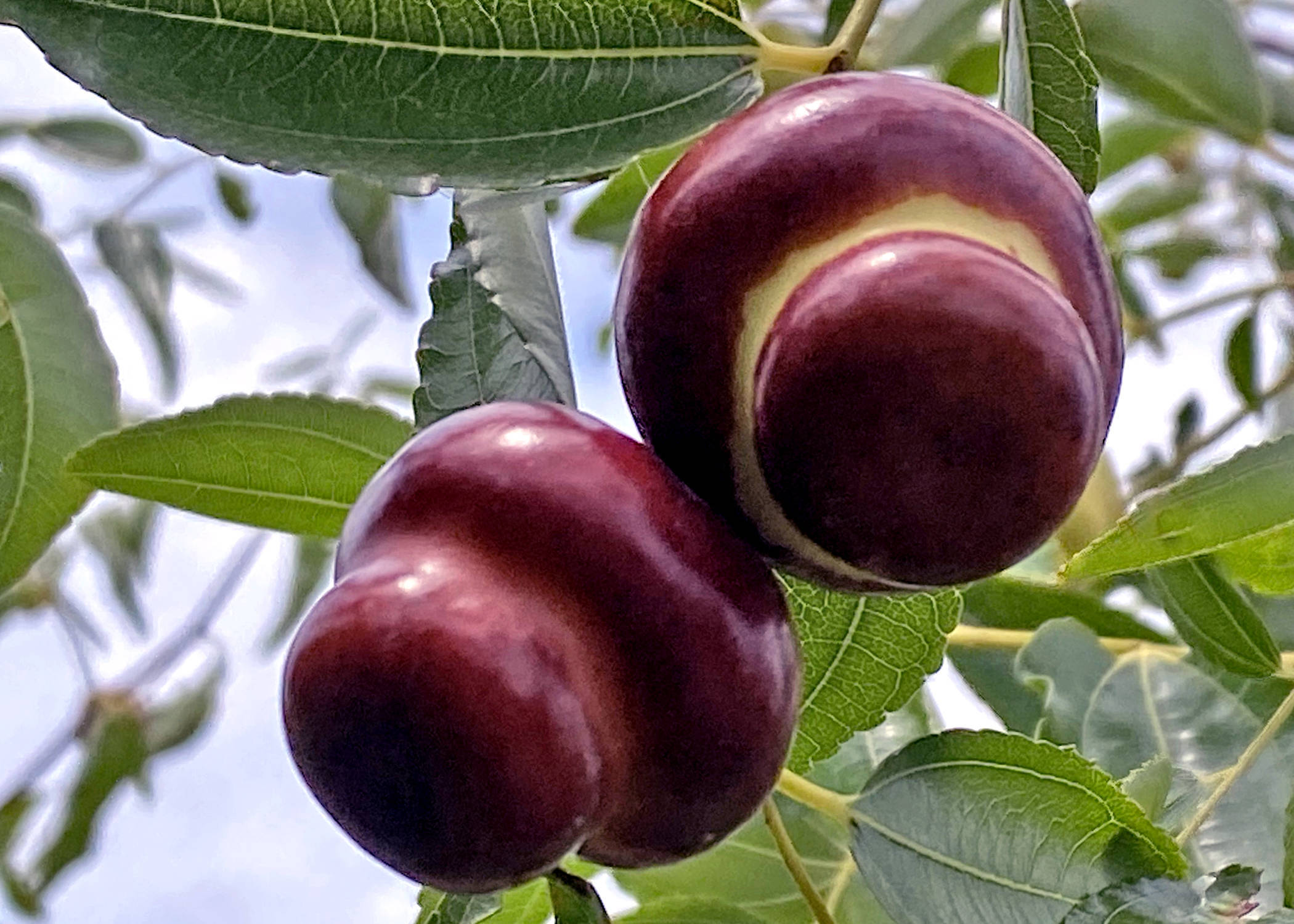 "百枣荟萃" 中国枣文化博览园:国内鲜枣种类最全的红枣品种与科技推广