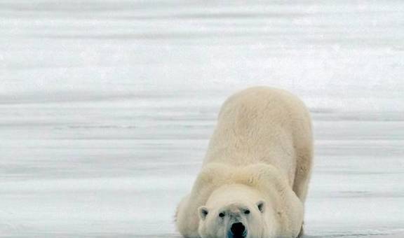 加拿大北极熊湖面摔倒爬不起来索性躺下睡觉 像极了周一赖床的你