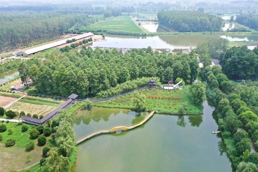 初秋,来扬州这片水上森林吸氧吧~_水杉_种植_邵伯