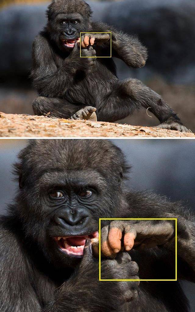 科学家发现一只基因变异猩猩,有人类一样的手指,它能进化成人吗_地球