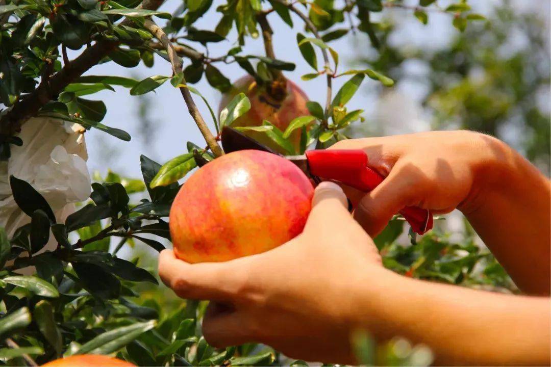 【活动】【四川会理软籽石榴】不用吐籽! 一咬就"爆"!