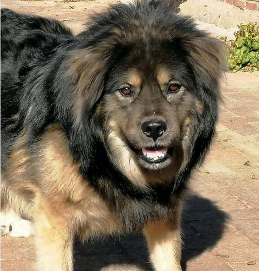 蒙古牧羊犬,又称呼伦贝尔草地牧羊犬,过去,蒙古人迁徙,放牧,征战过程