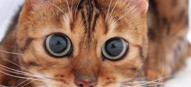 再加上跟人类不同,猫的视网膜下面有一层反光膜