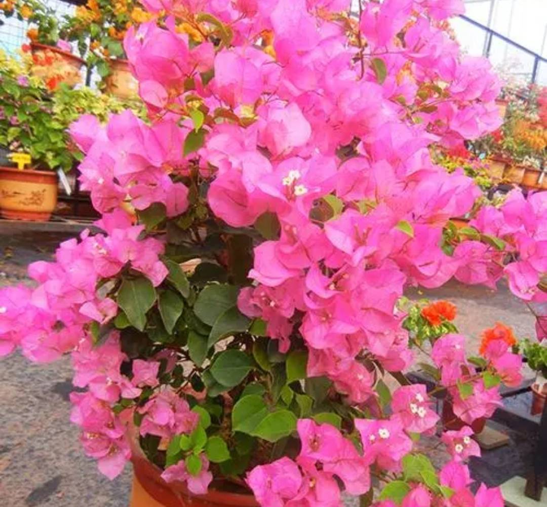 绿叶宫粉三角梅,花色美艳又勤花,做好3点一年多次开花_植株_养护_新枝