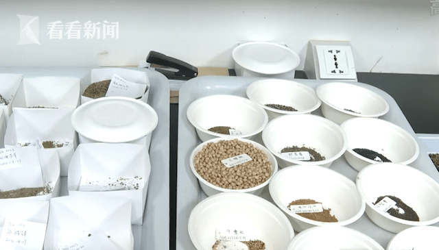 辰山种子库迎首批“居民” 低温下一睡就是200年_植物_冷库_葛斌杰