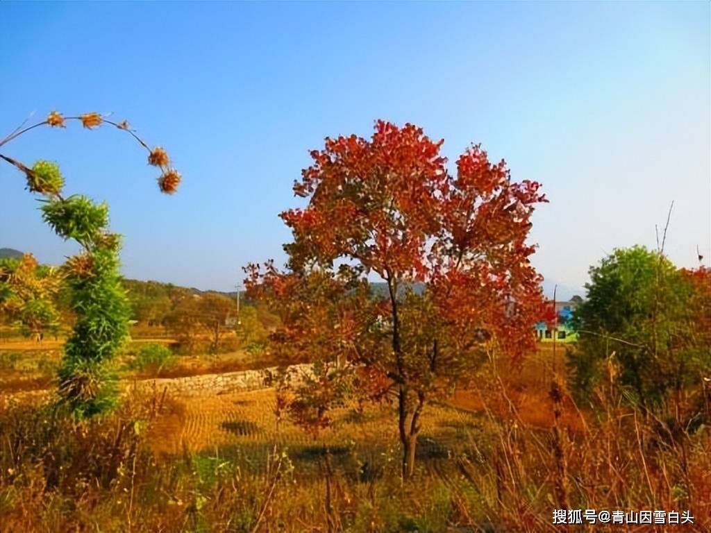适用于江苏、浙江、安徽、湖南、湖北、江西、河南、山东等省市风景区的树种