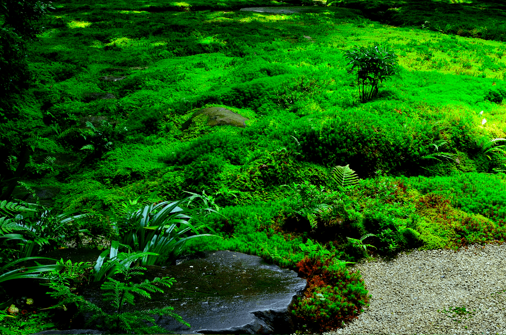 日式园林中的青苔文化