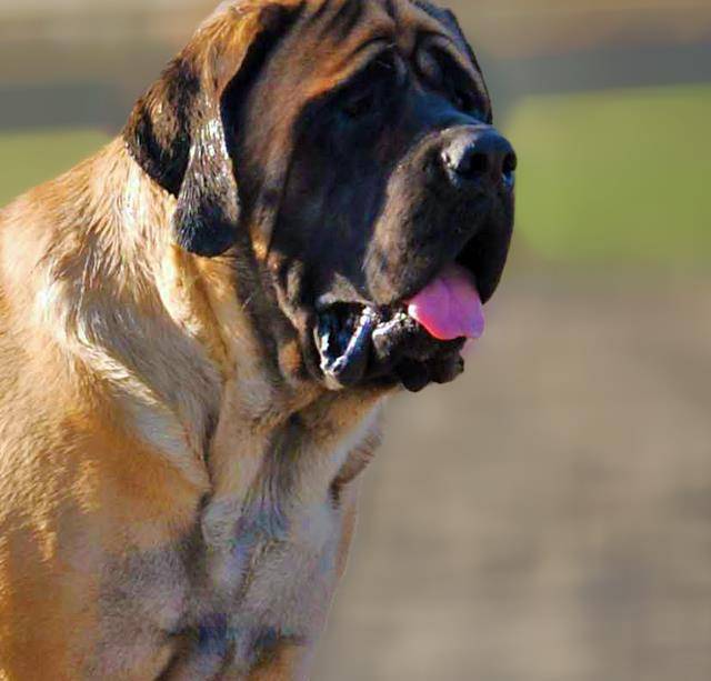 西班牙獒犬是由英国人培育出来的,父系用的是大型狩猎犬马士提夫犬