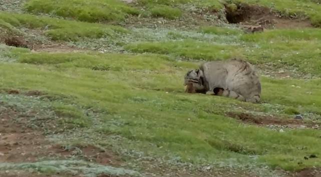 青海玉树发现3只鳌拜猫，母兽叼着鼠兔回家，却看到饿狼守在洞口
