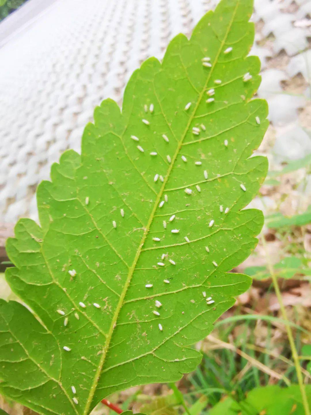 烟粉虱危害图片