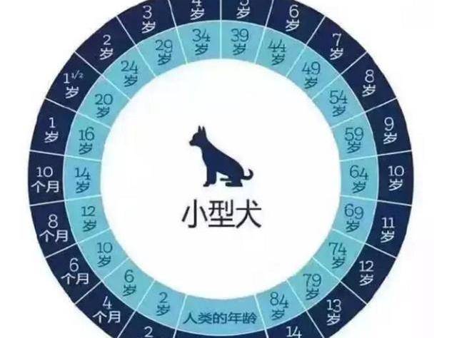 如何正确计算狗狗年龄 宠物专家说漏嘴 现在知道还不算晚 体型 寿命 纯种
